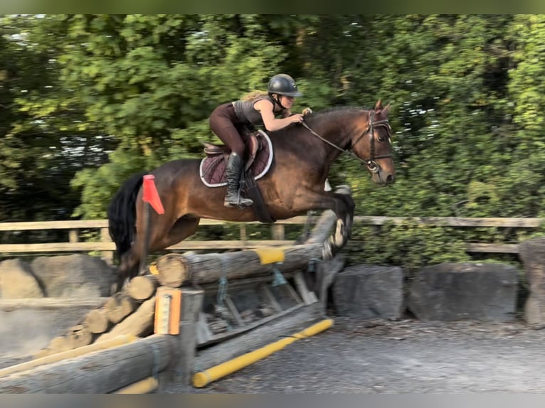 Connemara Wallach 4 Jahre 153 cm Rotbrauner in Mountrath, Co. Laois