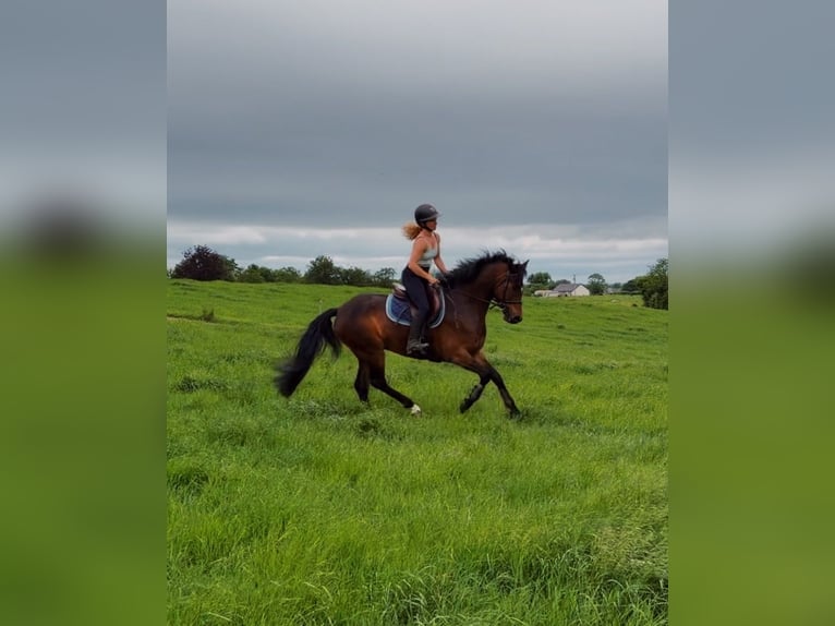 Connemara Wallach 4 Jahre 153 cm Rotbrauner in Mountrath, Co. Laois