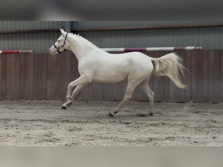 Connemara Wallach 4 Jahre 154 cm Cremello in Zieuwent