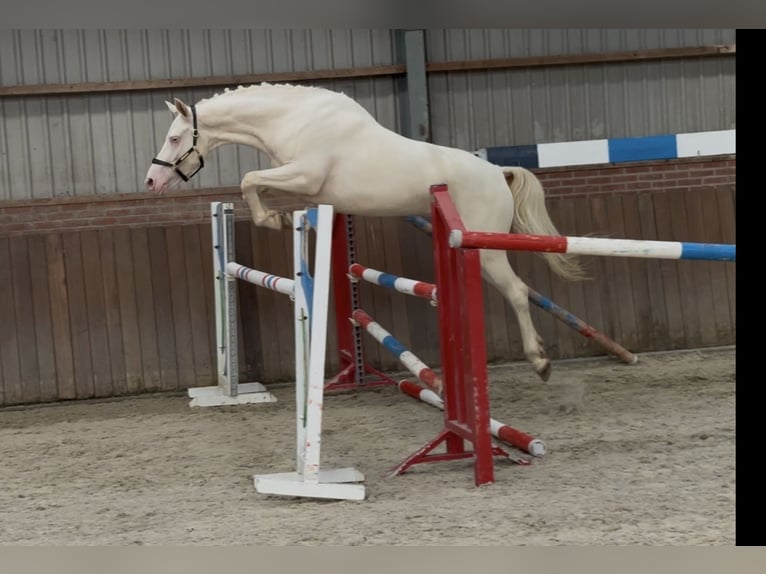 Connemara Wallach 4 Jahre 154 cm Cremello in Zieuwent