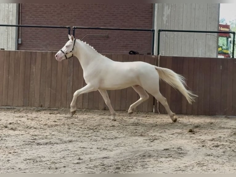 Connemara Wallach 4 Jahre 154 cm Cremello in Zieuwent