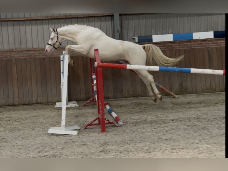 Connemara Wallach 4 Jahre 154 cm Cremello in Zieuwent