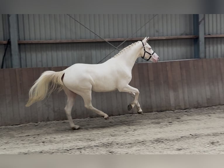 Connemara Wallach 4 Jahre 154 cm Cremello in Zieuwent