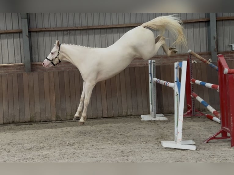 Connemara Wallach 4 Jahre 154 cm Cremello in Zieuwent