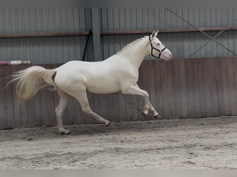 Connemara Wallach 4 Jahre 154 cm Cremello in Zieuwent