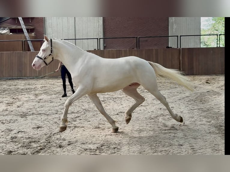 Connemara Wallach 4 Jahre 154 cm Cremello in Zieuwent