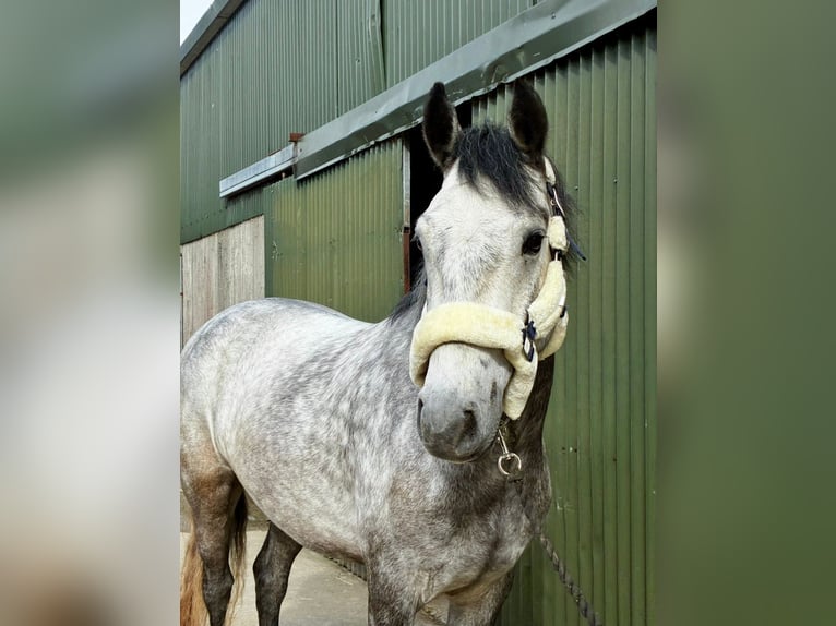 Connemara Wallach 4 Jahre 154 cm Schimmel in Sligo