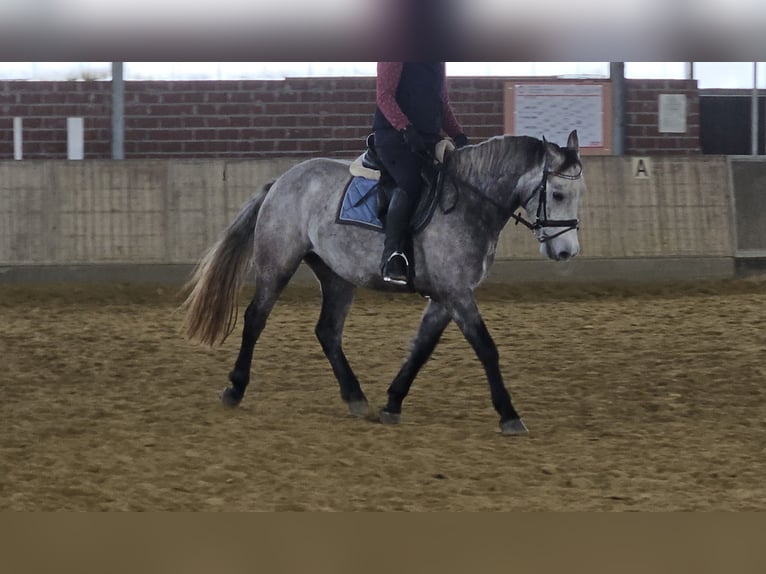Connemara Wallach 4 Jahre 155 cm Apfelschimmel in Wachtendonk