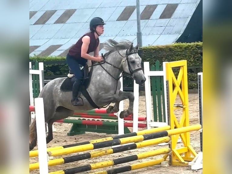 Connemara Wallach 4 Jahre 155 cm Apfelschimmel in Sligo