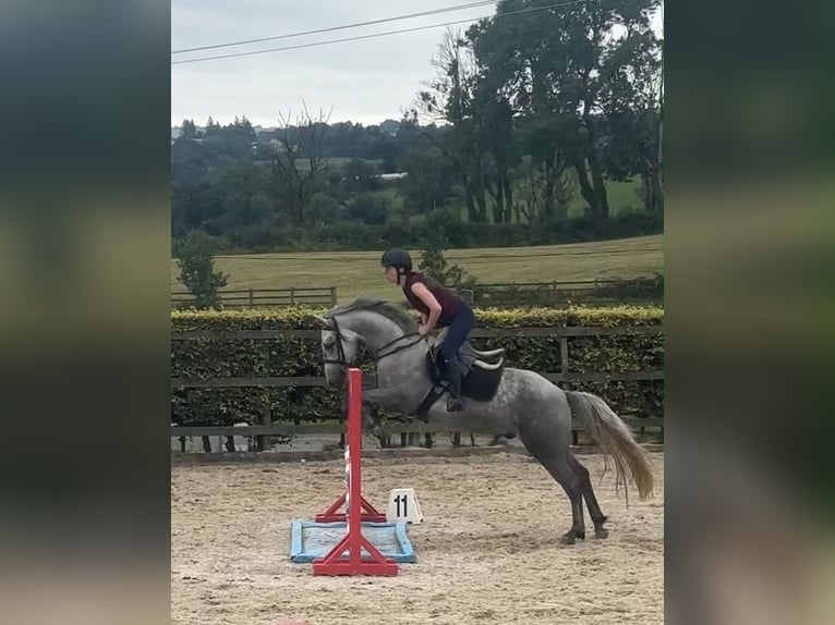 Connemara Wallach 4 Jahre 155 cm Apfelschimmel in Sligo