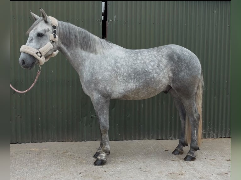 Connemara Wallach 4 Jahre 155 cm Apfelschimmel in Sligo
