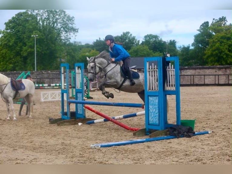 Connemara Wallach 4 Jahre 155 cm Apfelschimmel in Sligo