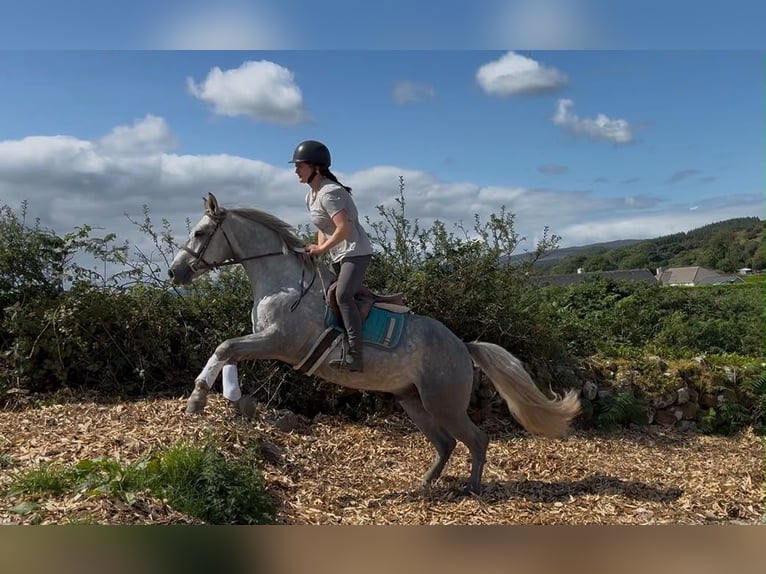 Connemara Wallach 4 Jahre 155 cm Apfelschimmel in Sligo