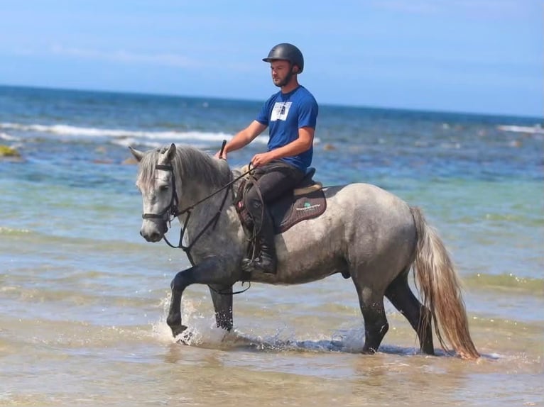 Connemara Wallach 4 Jahre 155 cm Apfelschimmel in Sligo