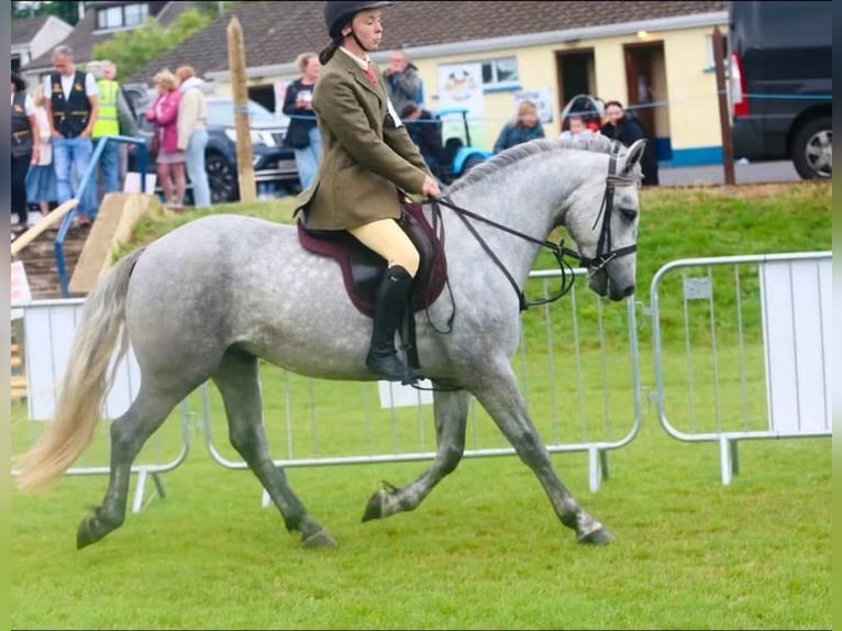 Connemara Wallach 4 Jahre 155 cm Apfelschimmel in Sligo