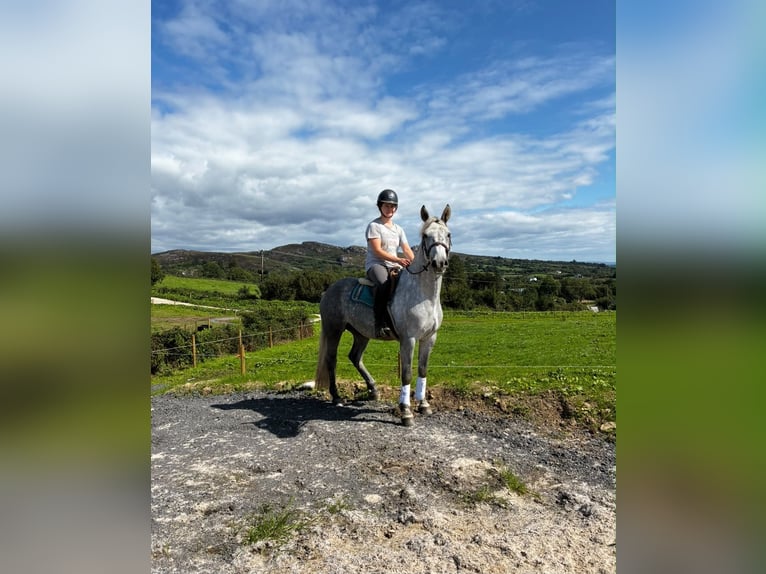 Connemara Wallach 4 Jahre 155 cm Apfelschimmel in Sligo