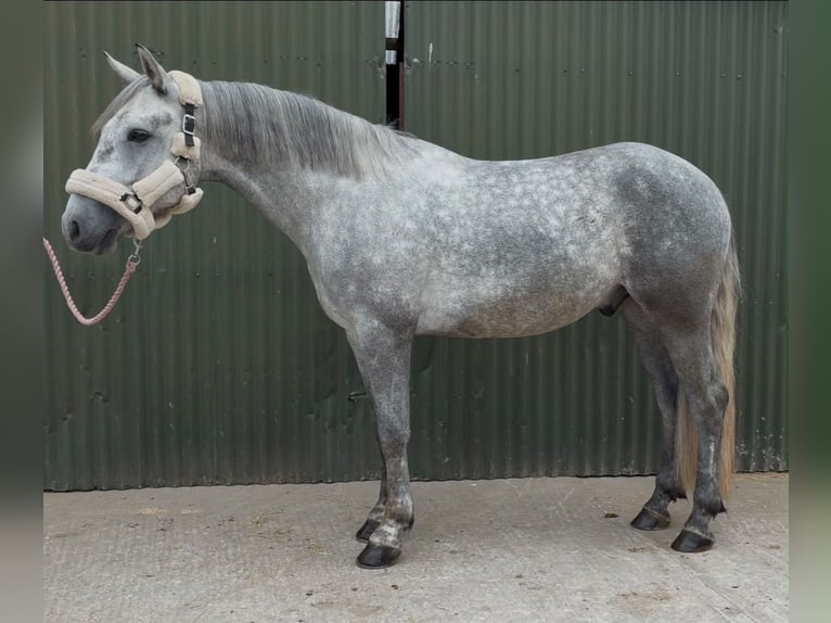 Connemara Wallach 4 Jahre 155 cm Apfelschimmel in Sligo