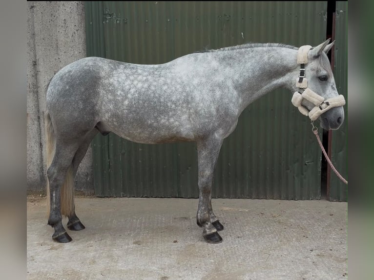 Connemara Wallach 4 Jahre 155 cm Apfelschimmel in Sligo