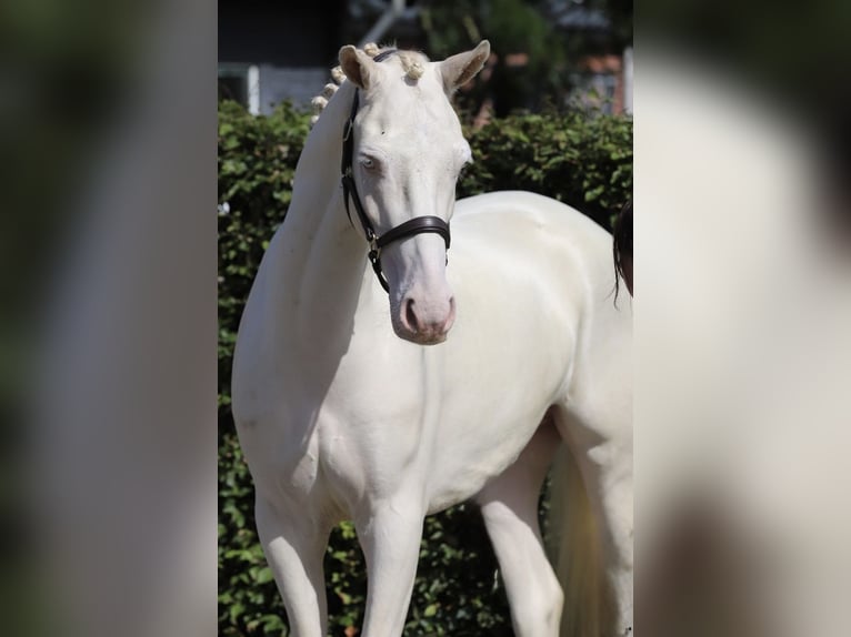 Connemara Wallach 4 Jahre 155 cm Cremello in Zieuwent