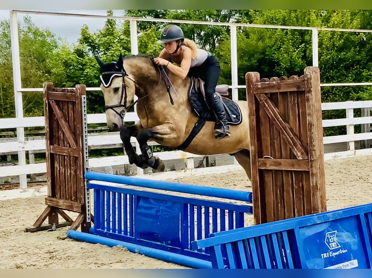 Connemara Wallach 4 Jahre 155 cm Falbe in Mountrath