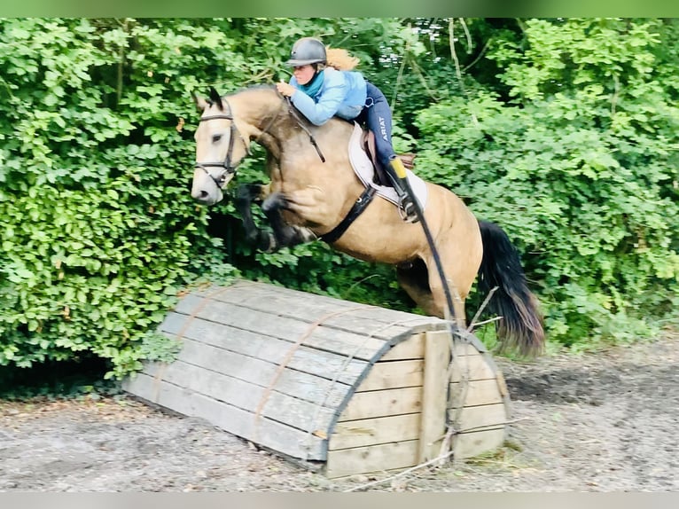 Connemara Wallach 4 Jahre 155 cm Falbe in Mountrath