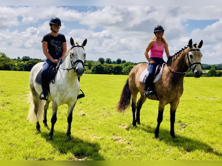 Connemara Wallach 4 Jahre 155 cm Falbe in Mountrath