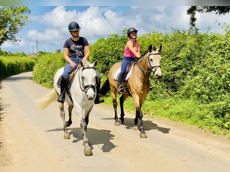 Connemara Wallach 4 Jahre 155 cm Falbe in Mountrath