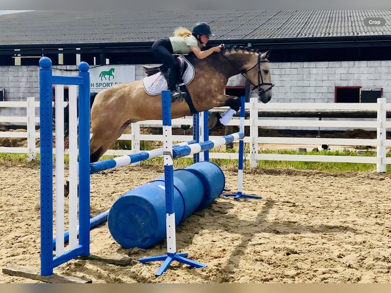 Connemara Wallach 4 Jahre 155 cm Falbe in Mountrath