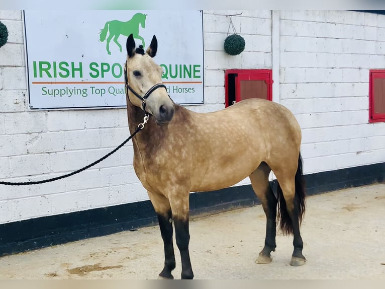 Connemara Wallach 4 Jahre 155 cm Falbe in Mountrath