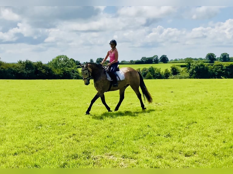 Connemara Wallach 4 Jahre 155 cm Falbe in Mountrath