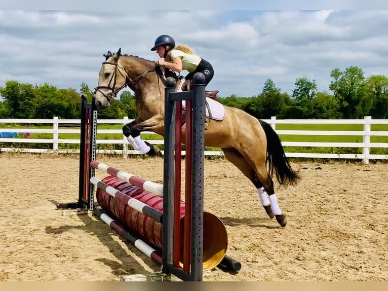 Connemara Wallach 4 Jahre 155 cm Falbe in Mountrath