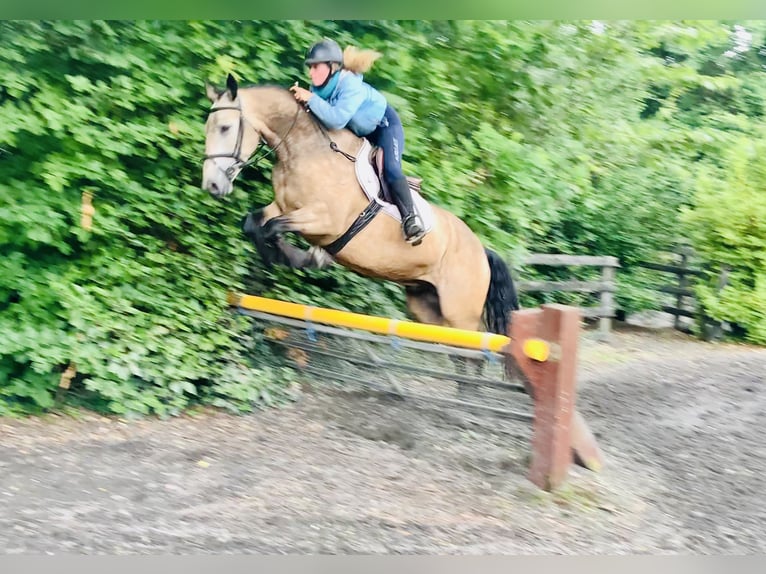 Connemara Wallach 4 Jahre 155 cm Falbe in Mountrath