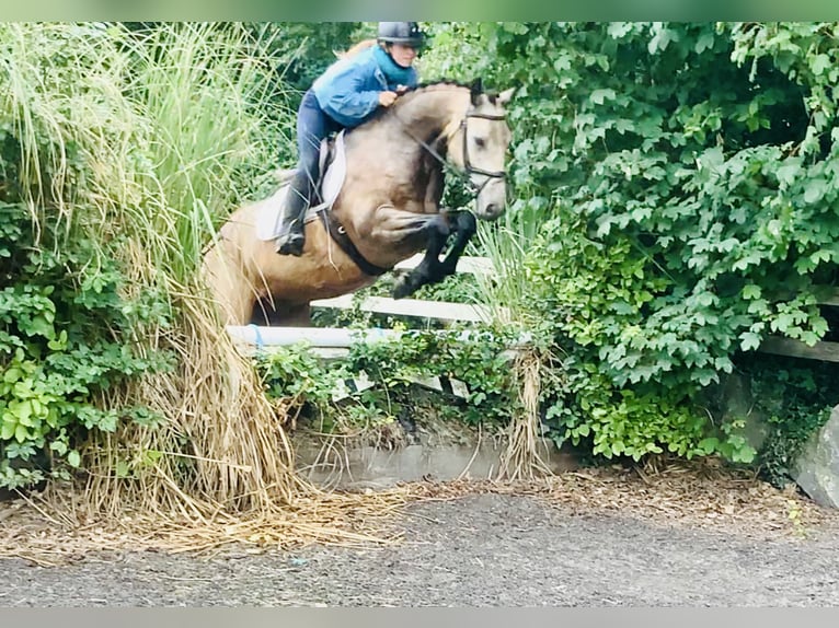 Connemara Wallach 4 Jahre 155 cm Falbe in Mountrath