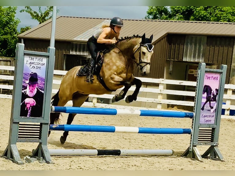 Connemara Wallach 4 Jahre 155 cm Falbe in Mountrath