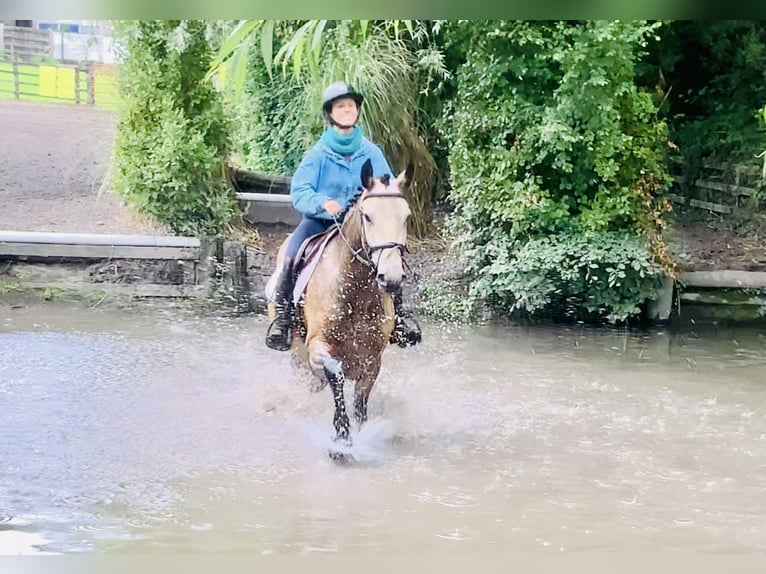 Connemara Wallach 4 Jahre 155 cm Falbe in Mountrath