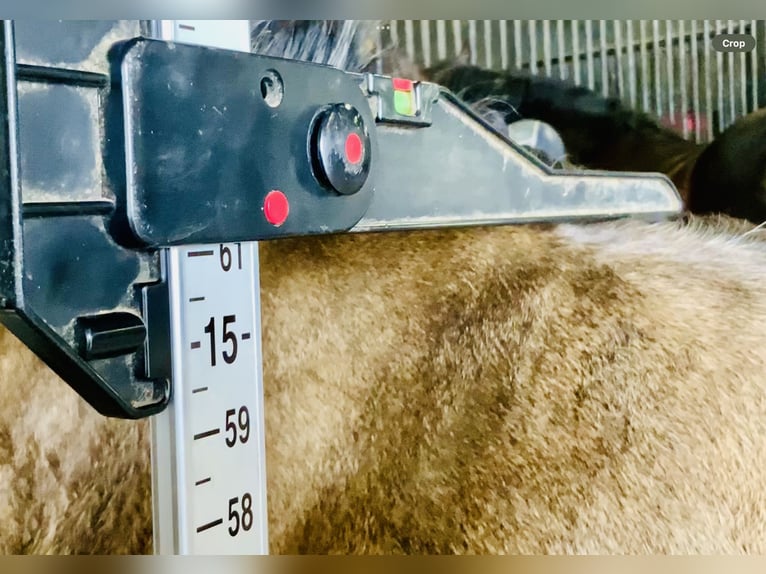 Connemara Wallach 4 Jahre 155 cm Falbe in Mountrath
