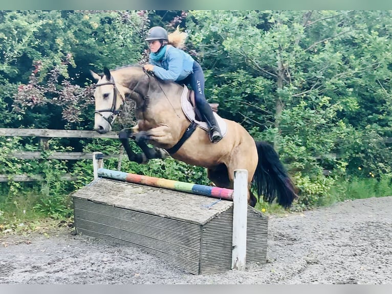 Connemara Wallach 4 Jahre 155 cm Falbe in Mountrath