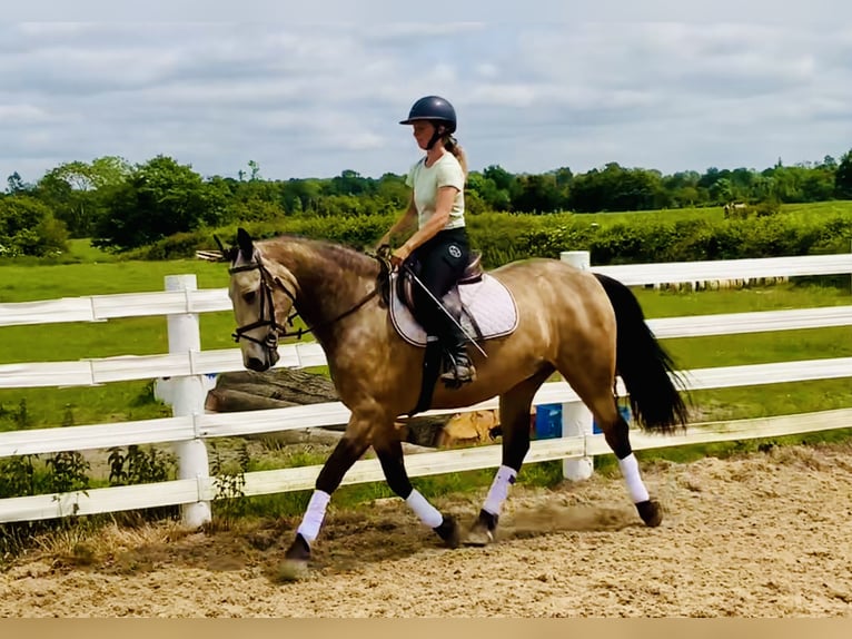 Connemara Wallach 4 Jahre 155 cm Falbe in Mountrath
