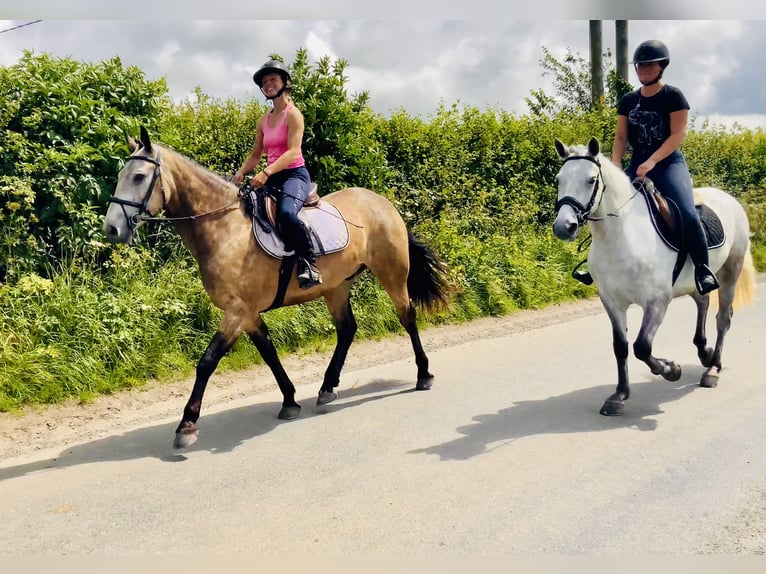 Connemara Wallach 4 Jahre 155 cm Falbe in Mountrath