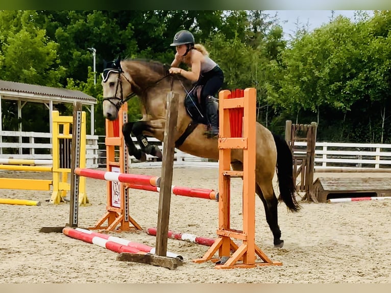 Connemara Wallach 4 Jahre 155 cm Falbe in Mountrath