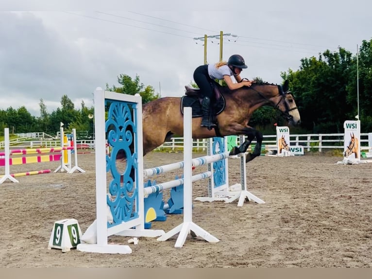 Connemara Wallach 4 Jahre 155 cm Falbe in Mountrath, Co. Laois