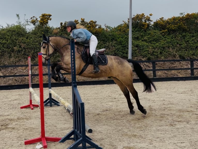 Connemara Wallach 4 Jahre 155 cm Falbe in Raheen