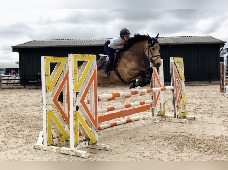 Connemara Wallach 4 Jahre 155 cm Falbe in Raheen