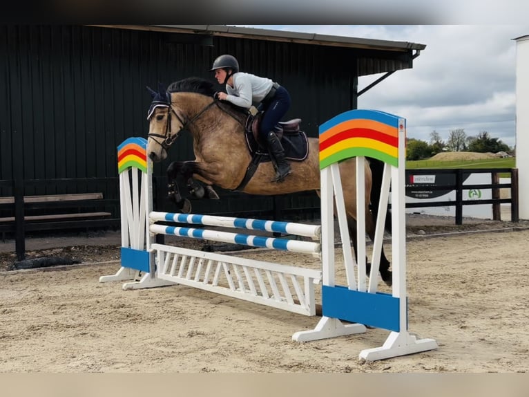 Connemara Wallach 4 Jahre 155 cm Falbe in Raheen