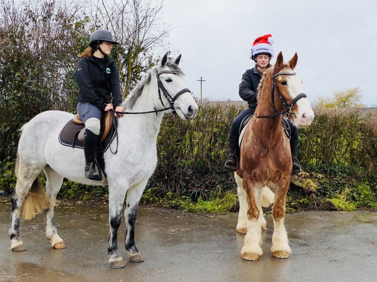 Connemara Wallach 4 Jahre 155 cm Schimmel in Mountrath