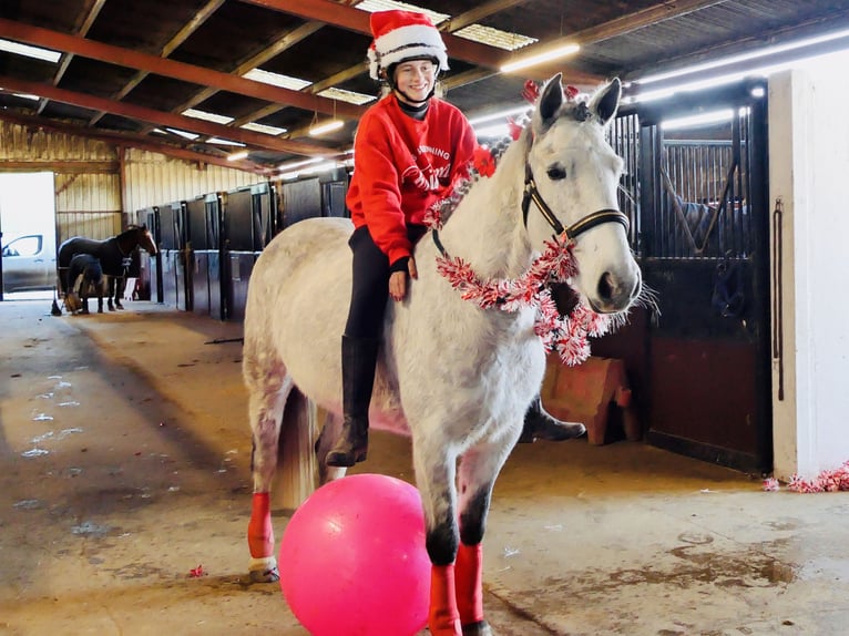 Connemara Wallach 4 Jahre 155 cm Schimmel in Mountrath