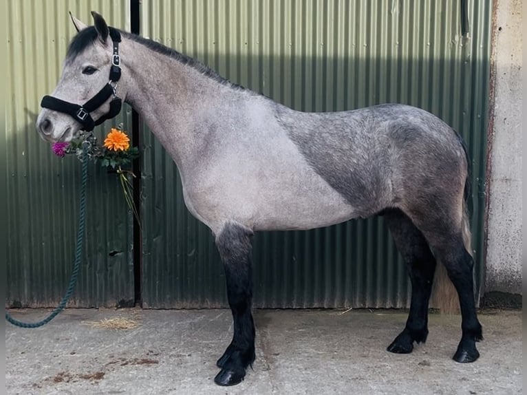 Connemara Wallach 4 Jahre 155 cm Schimmel in Sligo