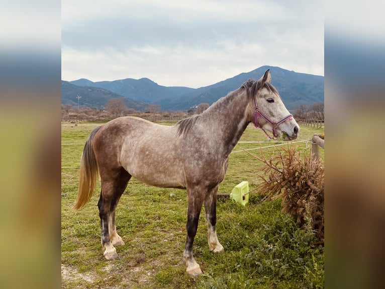 Connemara Mix Wallach 4 Jahre 156 cm Schimmel in Laroque des alberes