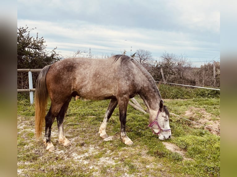 Connemara Mix Wallach 4 Jahre 156 cm Schimmel in Laroque des alberes