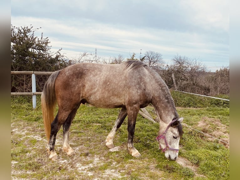 Connemara Mix Wallach 4 Jahre 156 cm Schimmel in Laroque des alberes